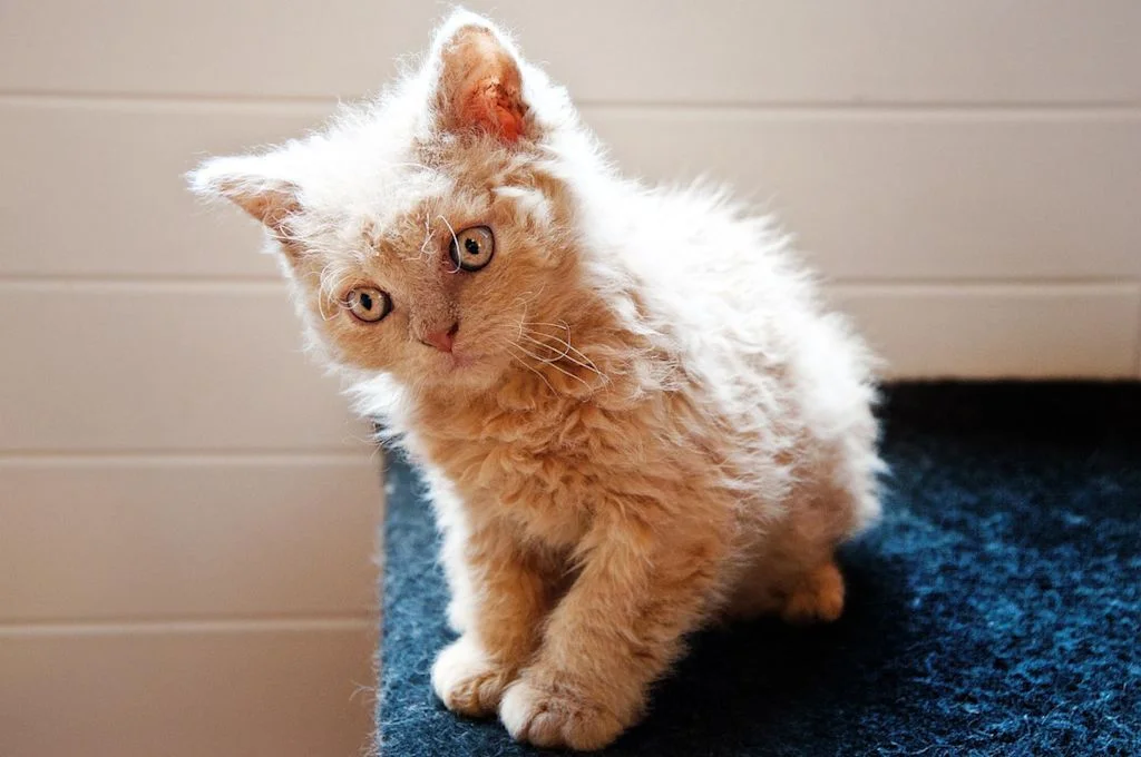 Selkirk Rex 4