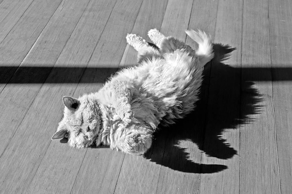 Selkirk Rex 5