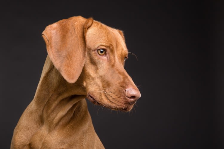 Traitement : comment soigner une ataxie chez le chien ?