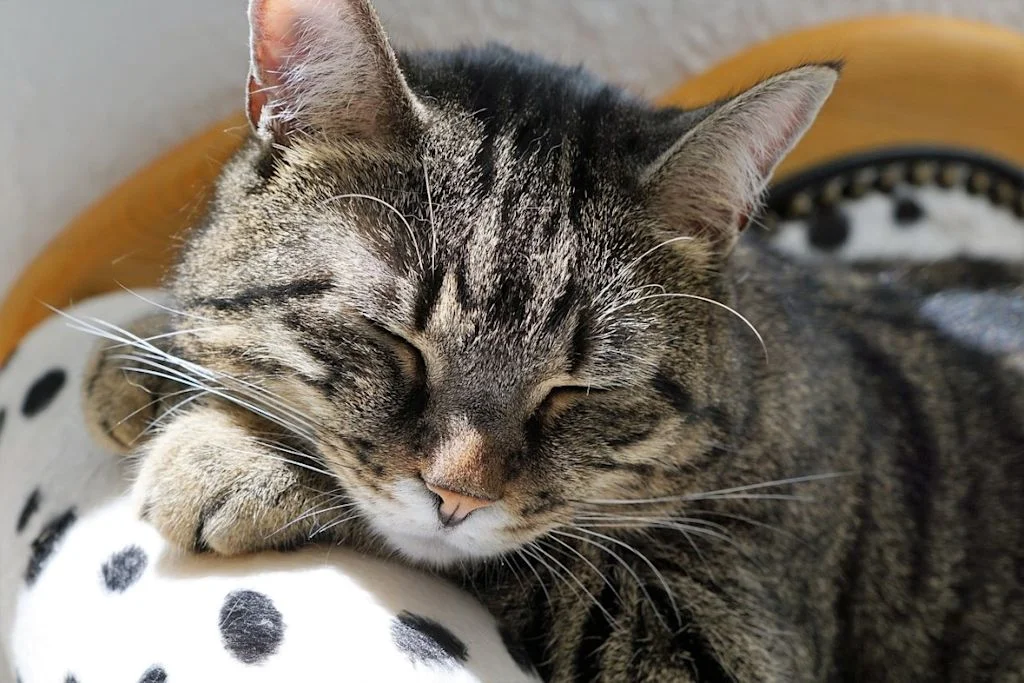 chat endormi