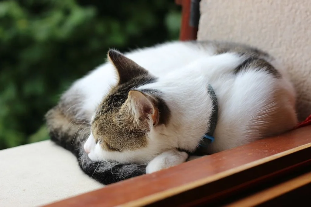 chat sur rebord de fenêtre