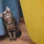 chat nain
