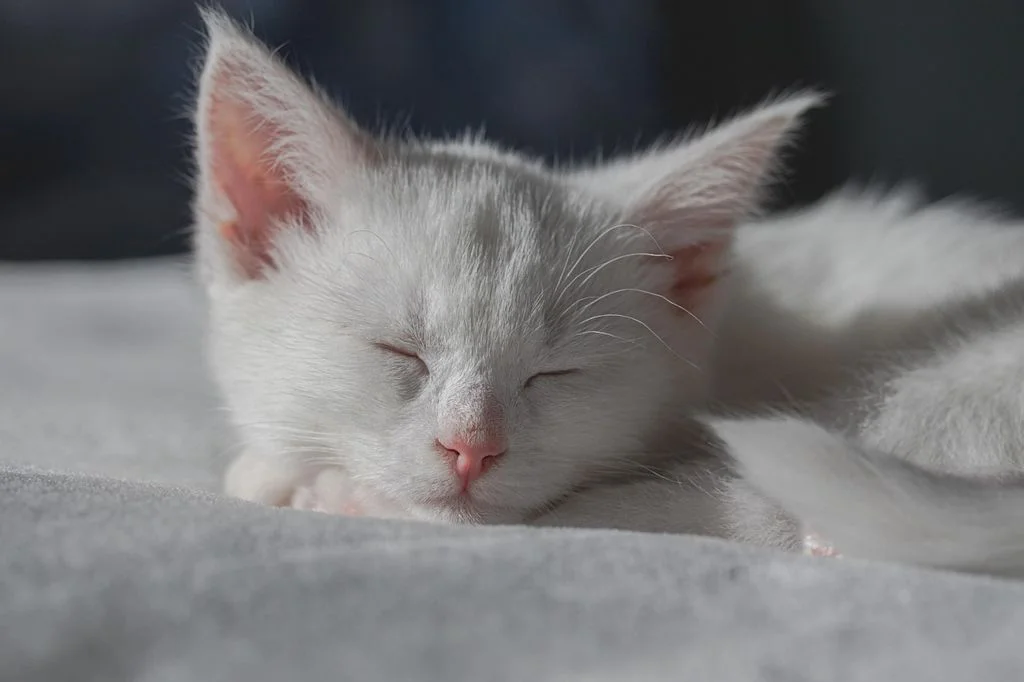 chaton blanc qui dort
