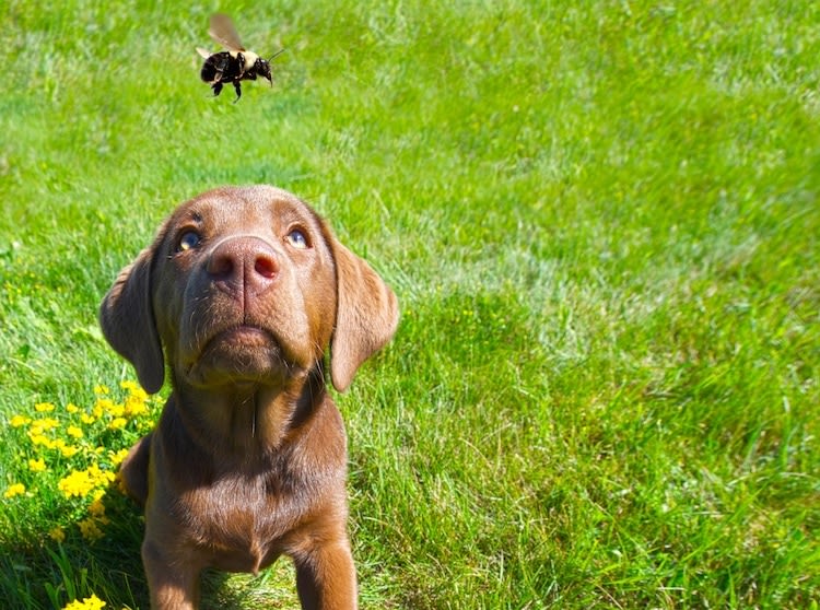 Piqûre de guêpe chez le chien, quelles sont les précautions à prendre ? Conseils