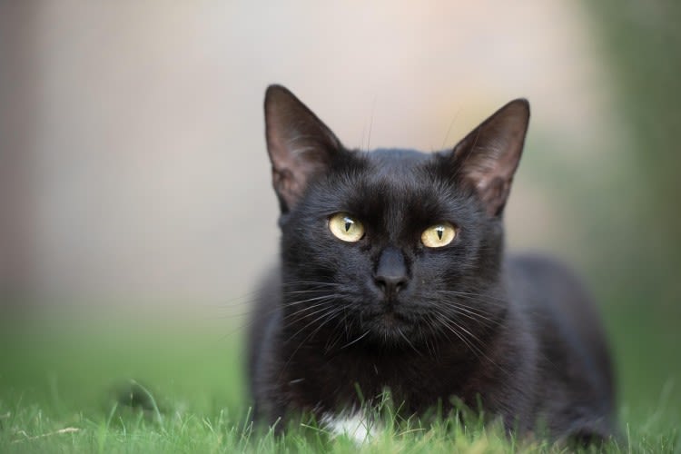 La teigne ou la gale chez le chat