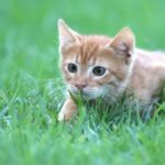 Petit chat