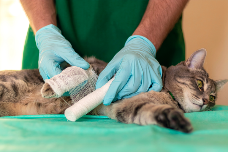 Traitement d&rsquo;une fracture de patte chez le chat