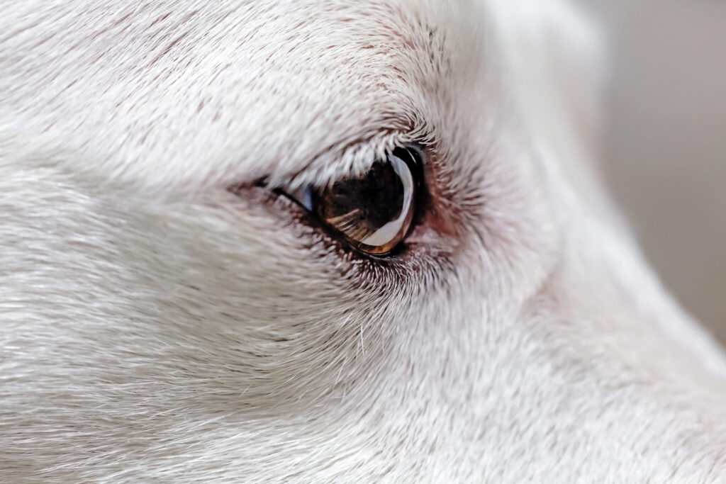 oeil chien blanc