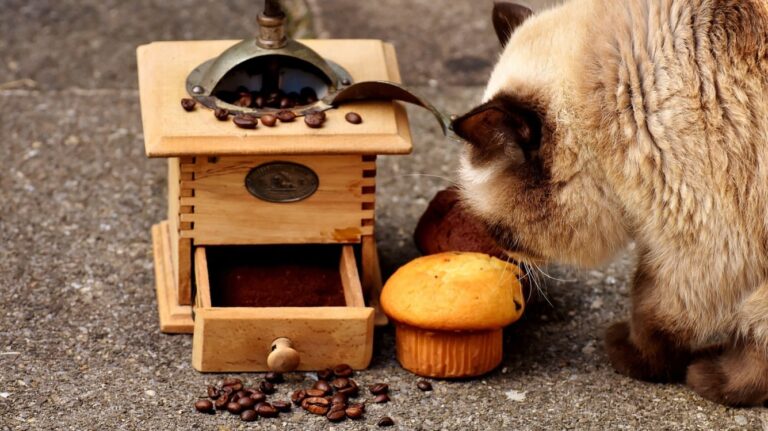 Quels sont les aliments toxiques pour les chats ?