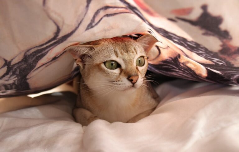 J&rsquo;ai des puces de chat dans le lit : comment s&rsquo;en débarrasser ?