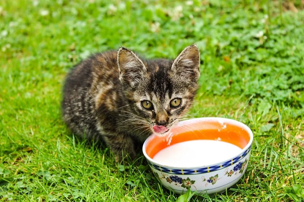Chat qui boit du lait
