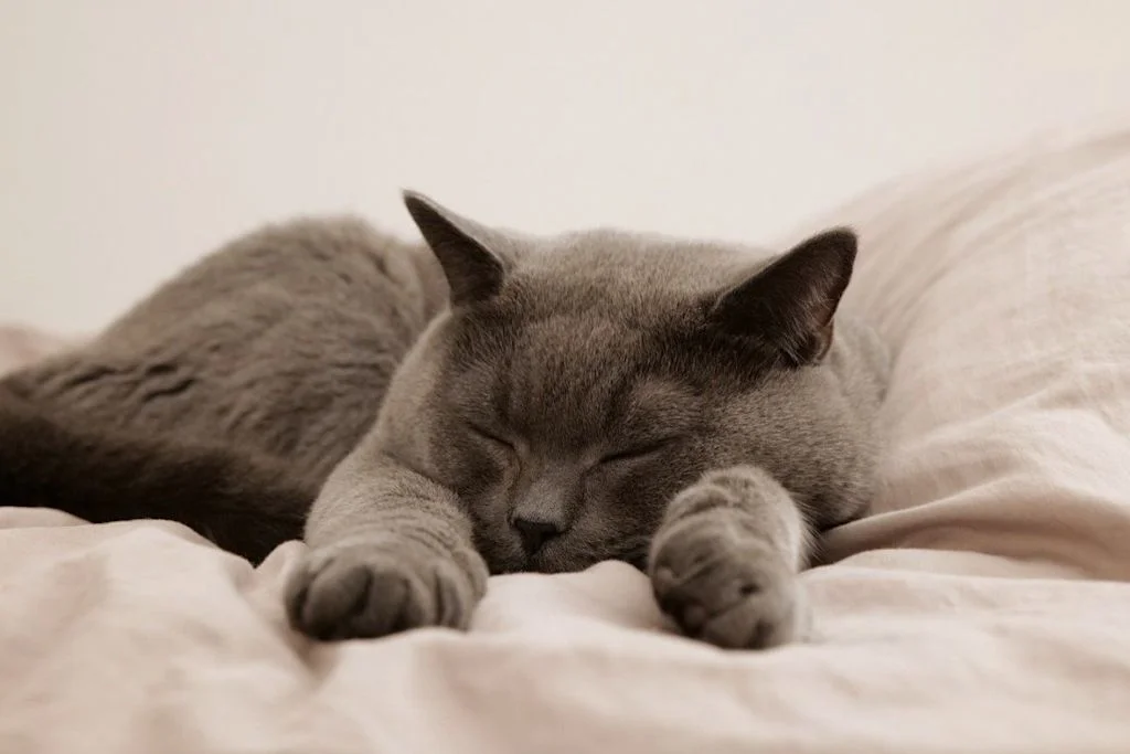 Chat qui dort sur le lit