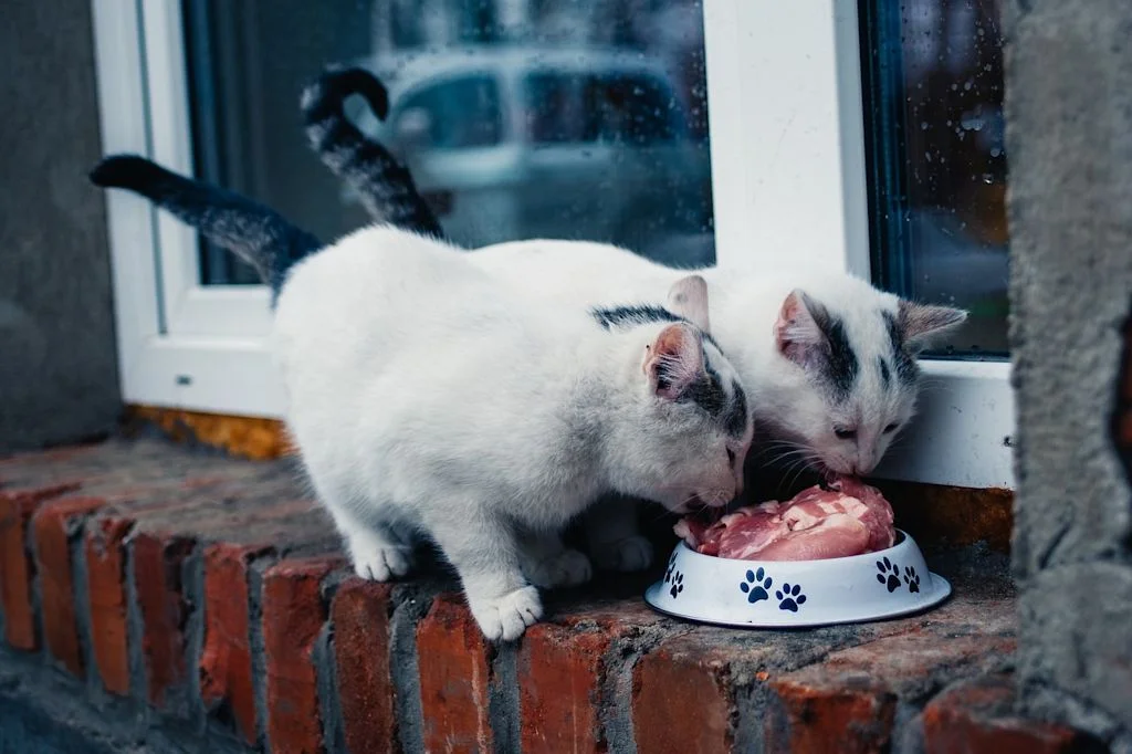 Chats qui mangent de la viande