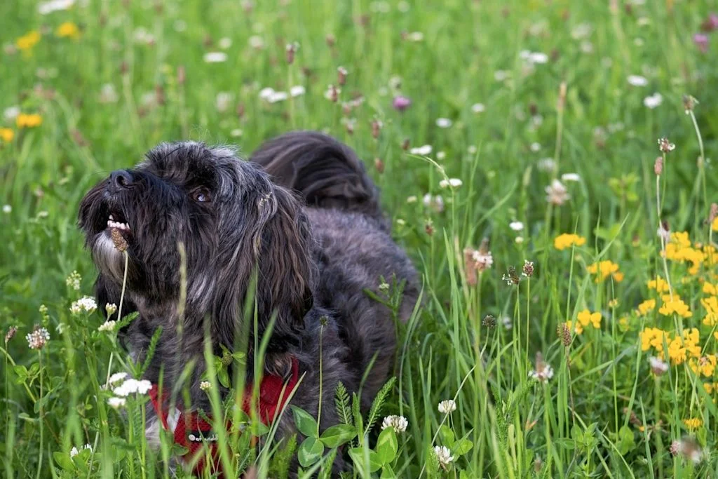 Chien dans un champs