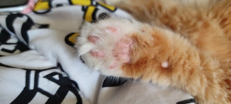 Mon chat a une brûlure au coussinet