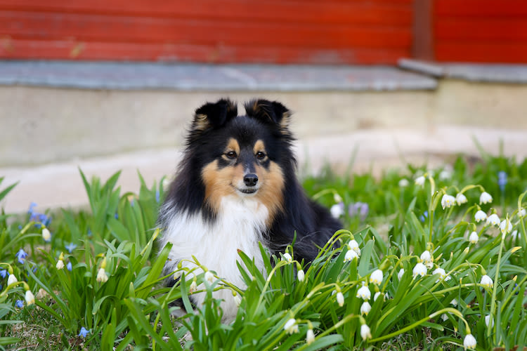 Est-ce que le muguet est toxique pour les chiens ?