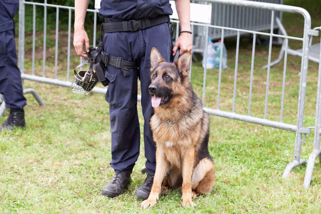 chien renifleur sécurité JO