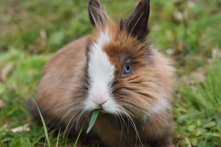 Apprivoiser un lapin