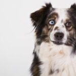 Chien merle