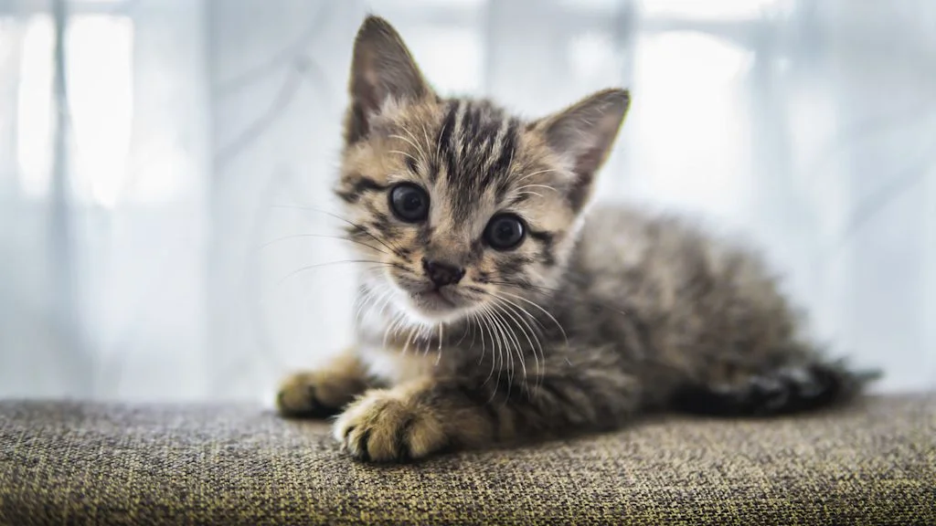 chaton tigre gris