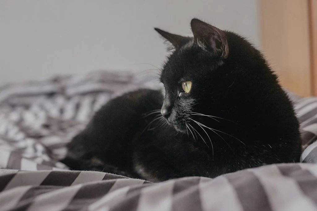 chat malade couch&eacute;