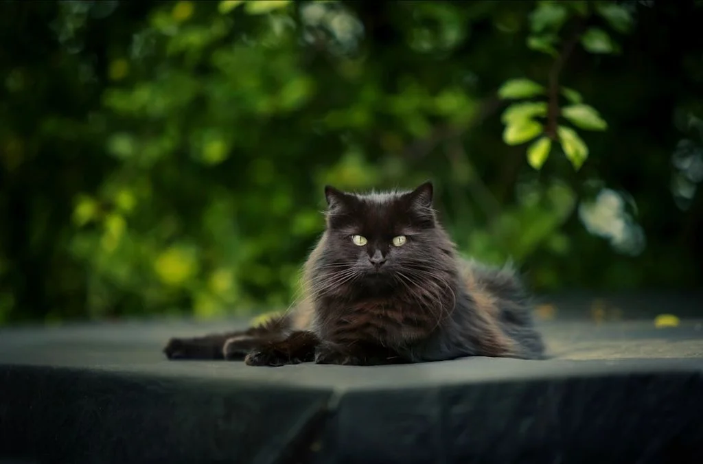 Chat &agrave; poils longs