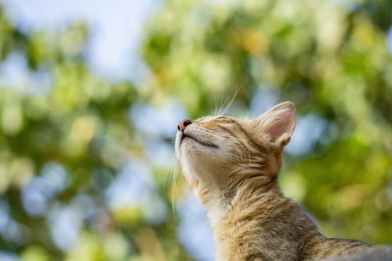 Comment rafraîchir un chat ?