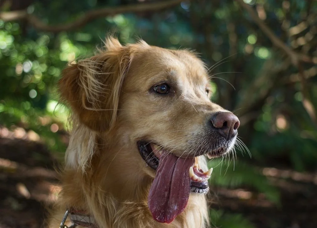 Chien qui halète