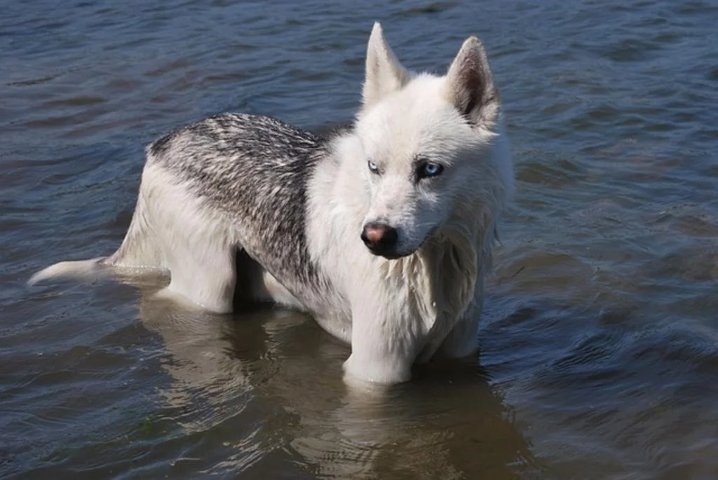 Chien qui se baigne