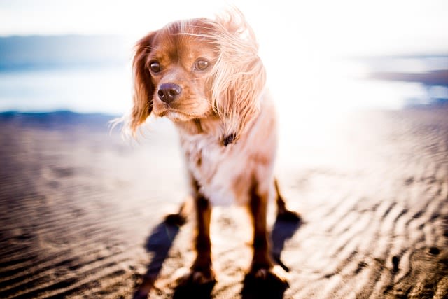 Un chien peut-il mourir de chaud ?