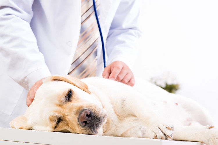 Reconnaître et traiter les fistules péri-anales chez le chien