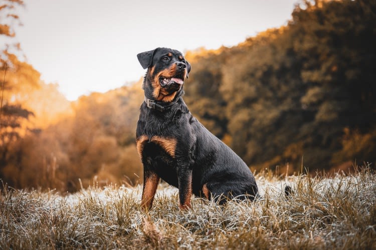 Qu&rsquo;est-ce qu&rsquo;un bon chien de garde ?