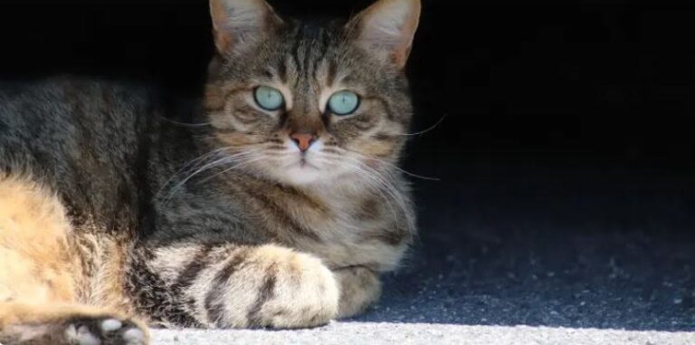 Lymphome chez le chat : quel pronostic ?