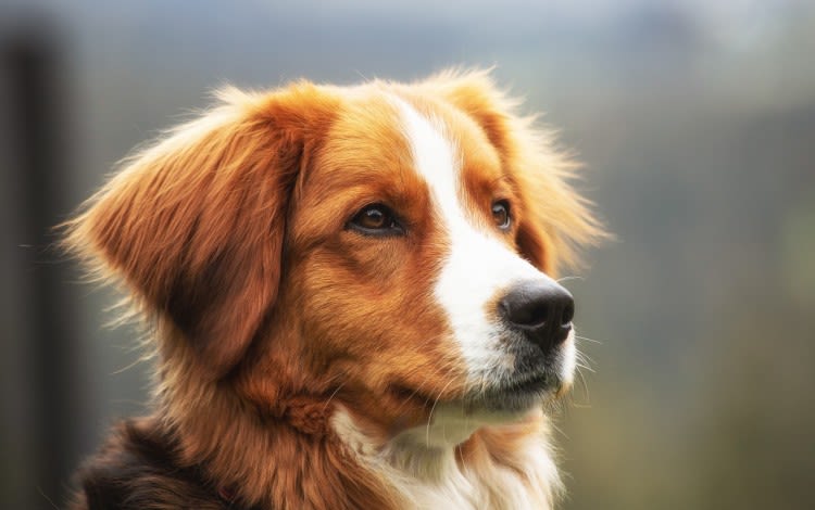 Teigne chez le chien : une maladie contagieuse