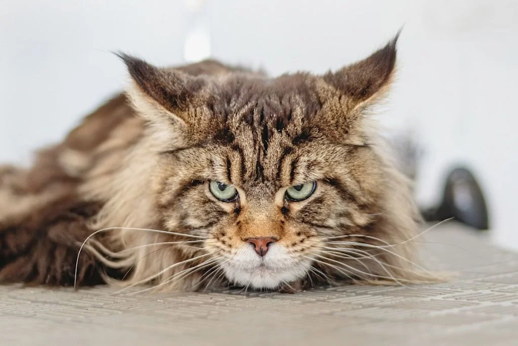 chat &agrave; poils longs
