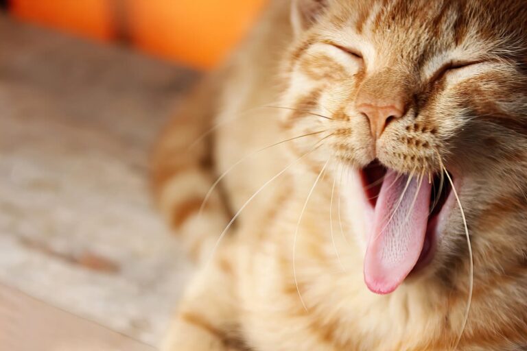 La mauvaise haleine chez le chat
