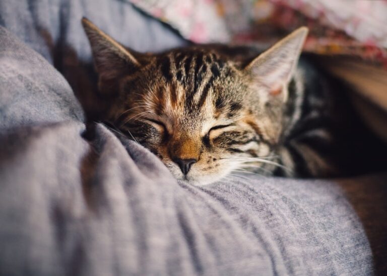 Mon chat perd ses poils, que dois-je faire ?