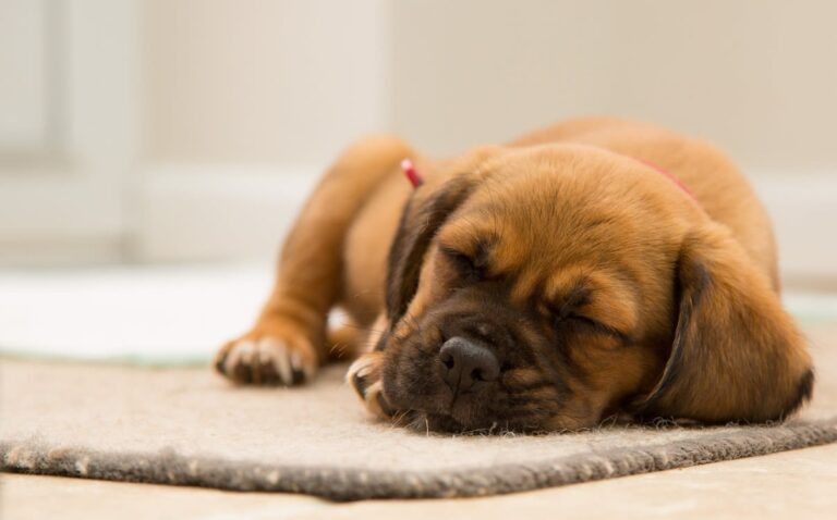 Mon chiot respire vite quand il dort : est-ce normal ?