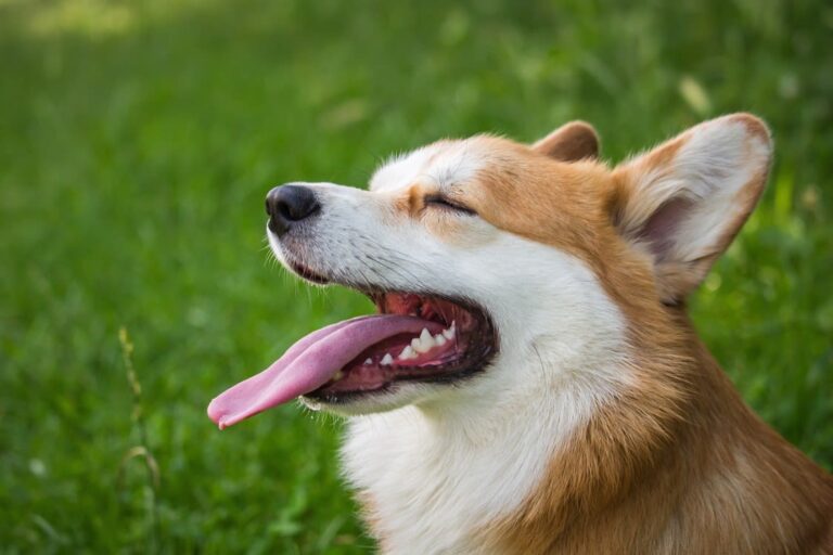 Pourquoi j&rsquo;ai un chien qui tire la langue ?
