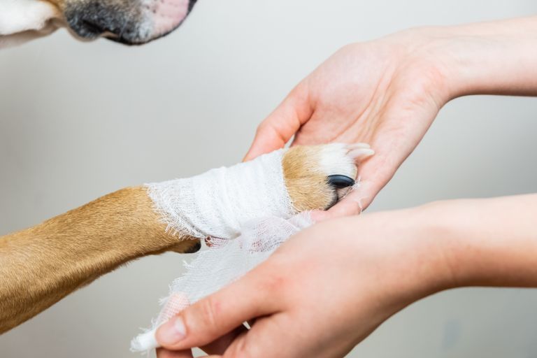 Savoir reconnaître une entorse chez le chien