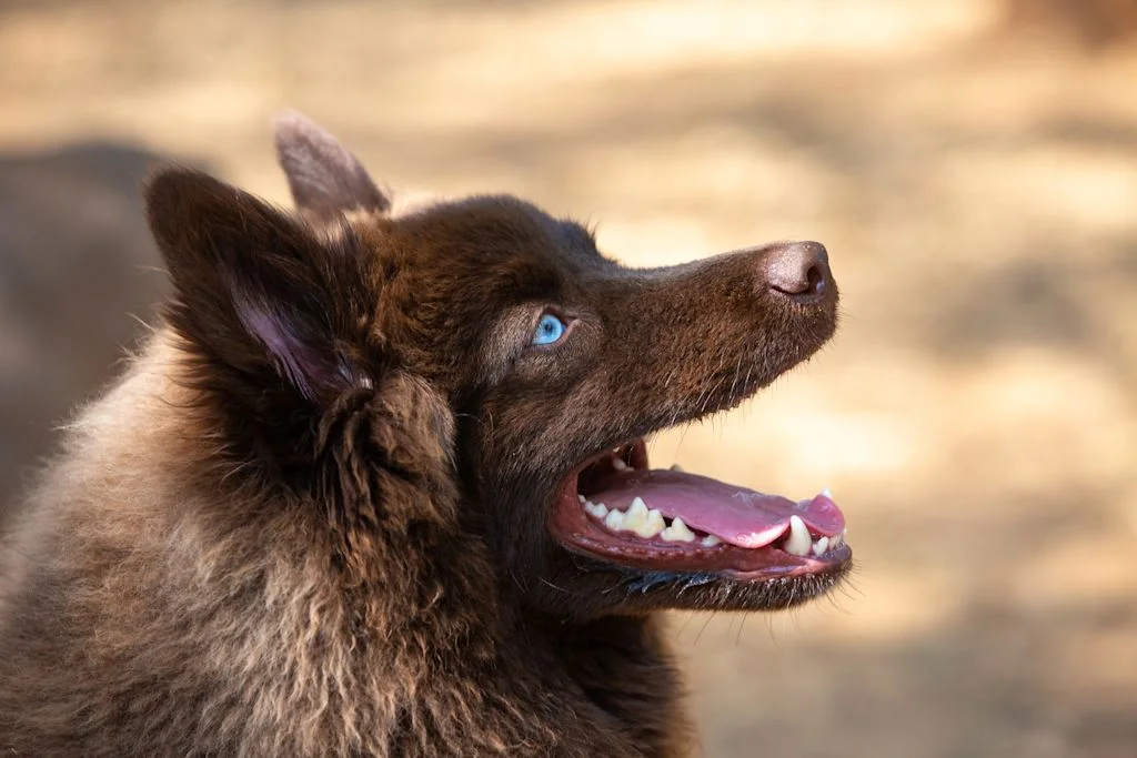 Pomsky marron