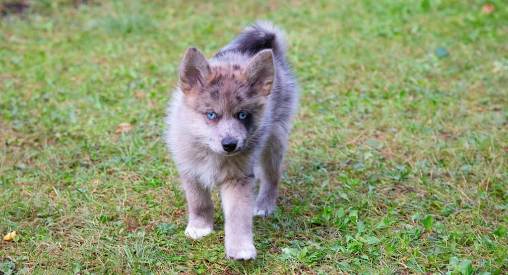 Pomsky