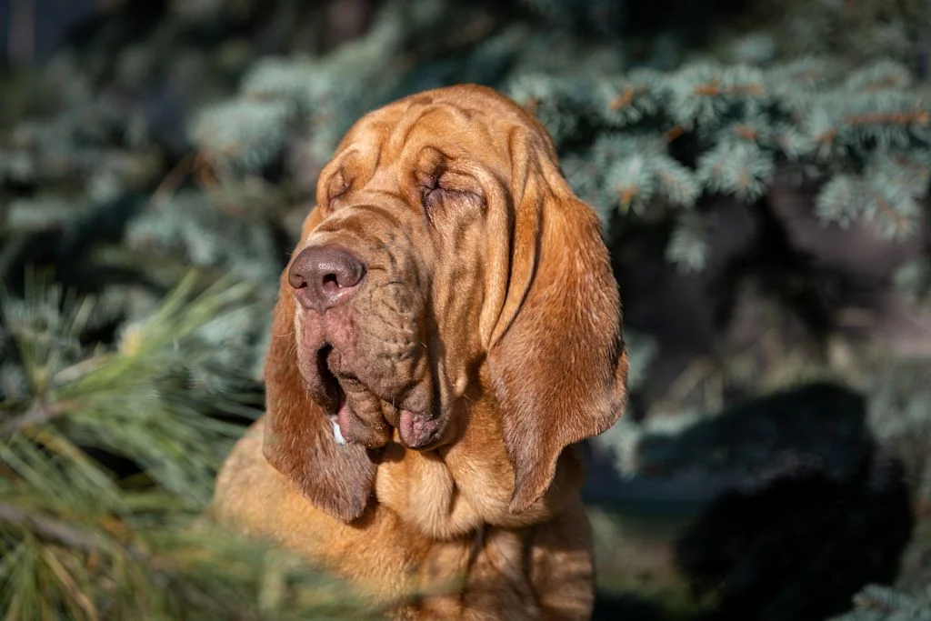 Chien Saint-Hubert