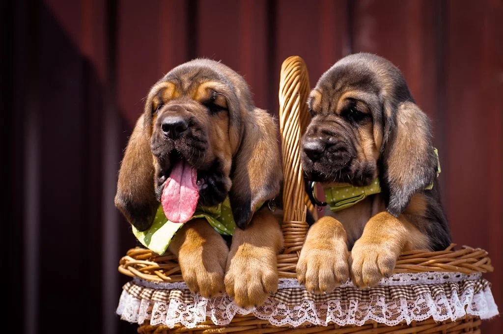 Chiots Saint-Hubert