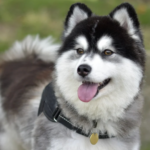 Posmky