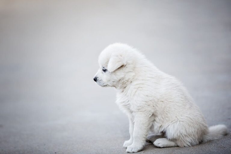 Chien qui vomit : est-ce forcément grave ?