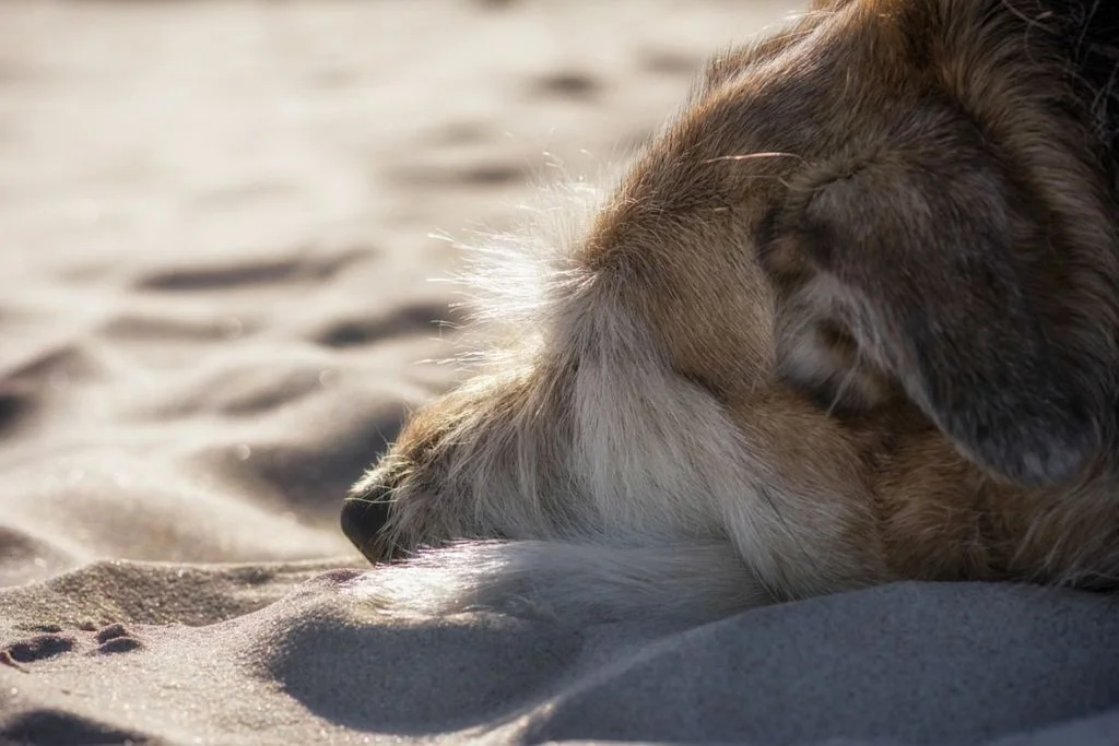 Chien tr&egrave;s triste