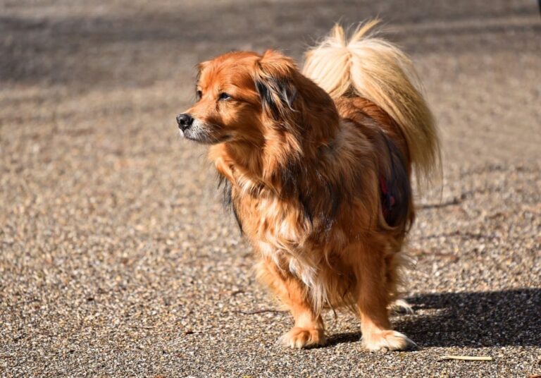 Mon chien boite, mais ne se plaint pas. Que faire ?