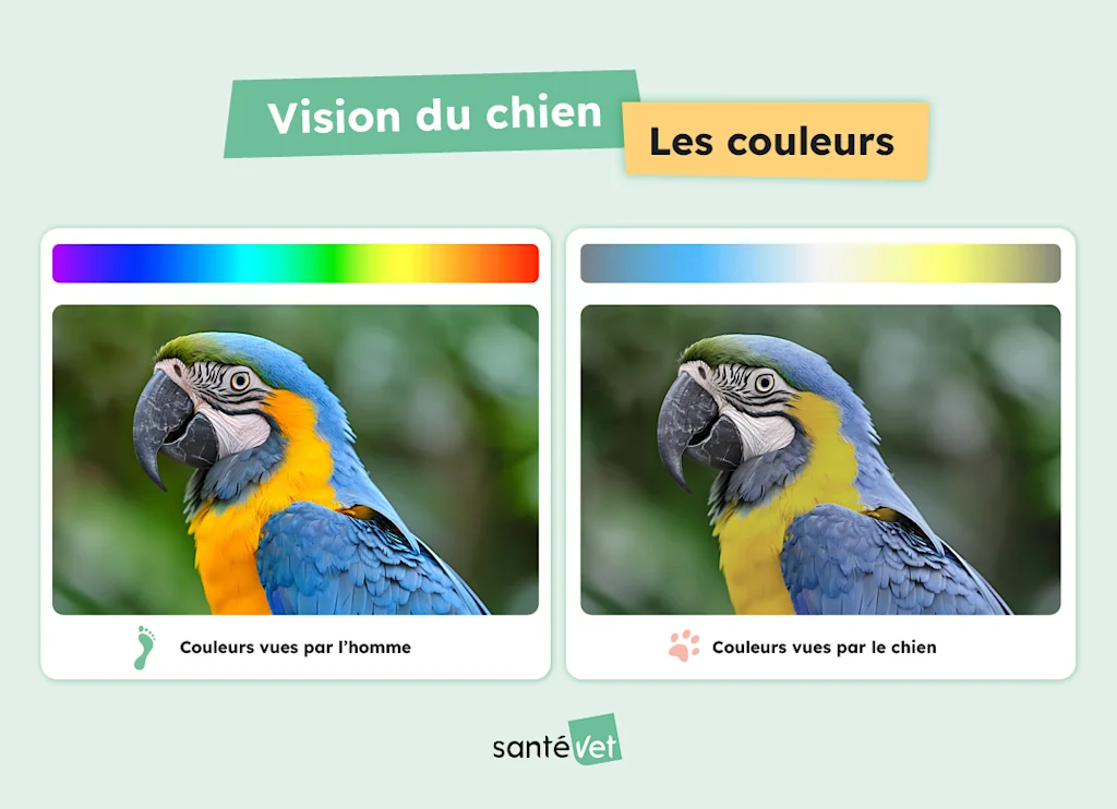 Comment voit un chien