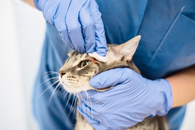 Reconnaître et traiter un abcès chez le chat